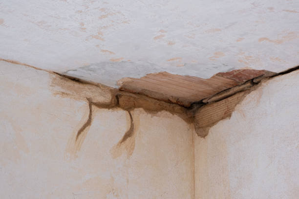 Best Local water damage restoration  in Loughman, FL