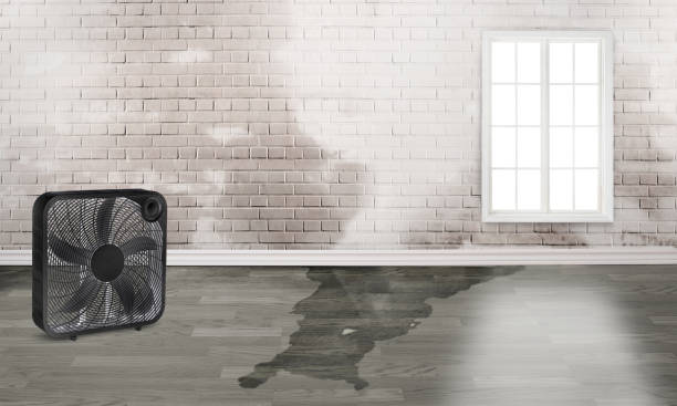 Best 24/7 water damage repair  in Loughman, FL