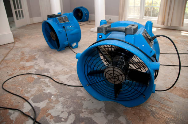 Best Basement water damage restoration  in Loughman, FL